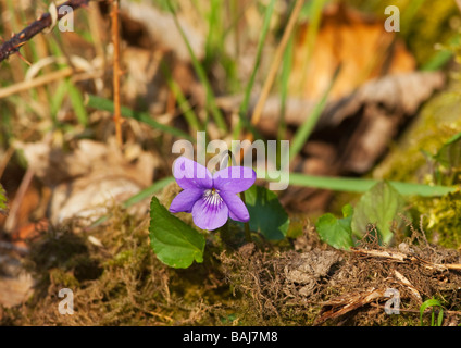 Veilchen Viola Odorata England UK GB Englisch Stockfoto