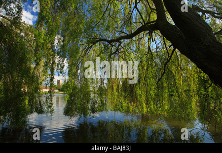 Wllow Baum und den Ententeich am großen Massingham in Norfolk mit dem Dorf Chuch in der Ferne. Stockfoto