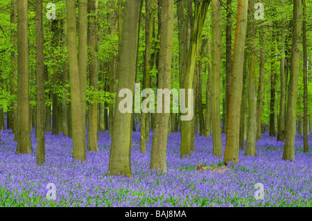 Dockey Holz Ashridge Estate, Hertfordshire England UK Stockfoto