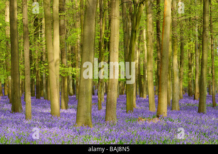 Dockey Holz Ashridge Estate, Hertfordshire England UK Stockfoto