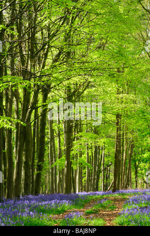 Wald in der Nähe von Saffron Walden Essex England UK Stockfoto