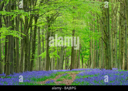 Wald in der Nähe von Saffron Walden Essex England UK Stockfoto