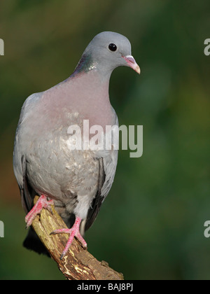 Hohltaube Columba Oenas, thront auf Toten Ast Stockfoto