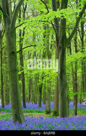 Wald in der Nähe von Saffron Walden Essex England UK Stockfoto