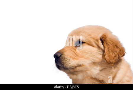 Profil eines netten weiblichen gelbe Labrador-Mix Welpen sechs Wochen alt. Weiß mit textfreiraum isoliert. Stockfoto