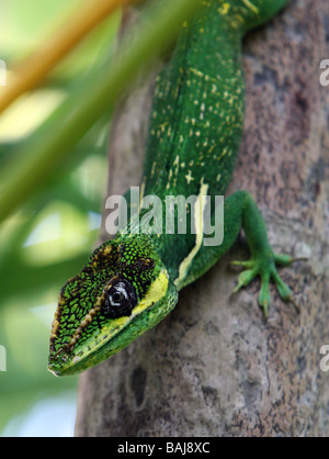 Die Ritter Anole, Anolis Equestris ist eine Art von Eidechse in der Familie Polychrotidae. Es stammt aus Kuba. Stockfoto