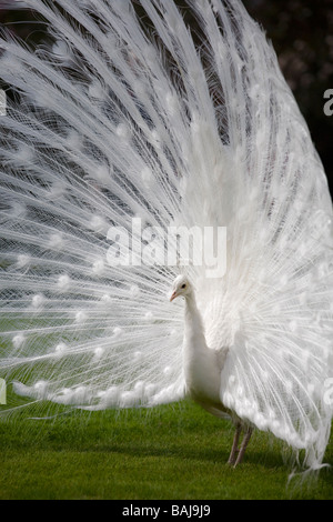 Eine männliche Albino Pfau (Pavo Cristatus) Verbreitung Schwanzspitze (Italien). Paon Bleu (Pavo Cristatus) Leucistique Mâle Faisant la Roue. Stockfoto