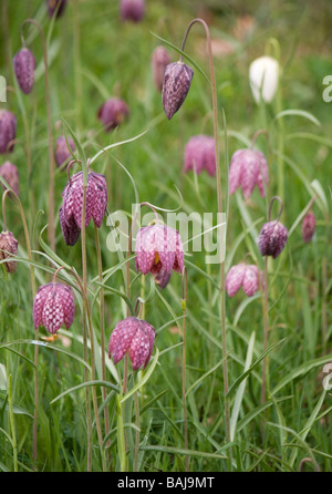 Gruppe von Schlangen-Kopf Fritillaria (Fritillaria Meleagris) Blüte in eine Wildblumenwiese in Yorkshire, im April. Stockfoto