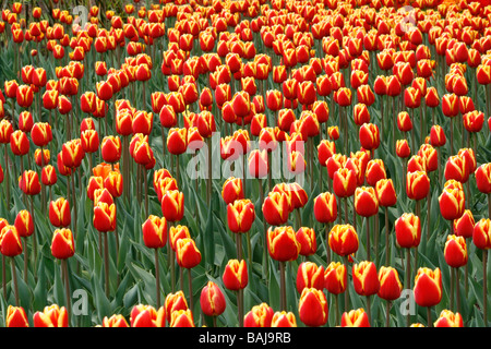 Massenhafte Anpflanzung von Tulipa Dänemark Blüte im April. Stockfoto