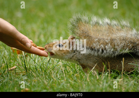 Eichhörnchen für Mandeln in der hand zu erreichen. Stockfoto