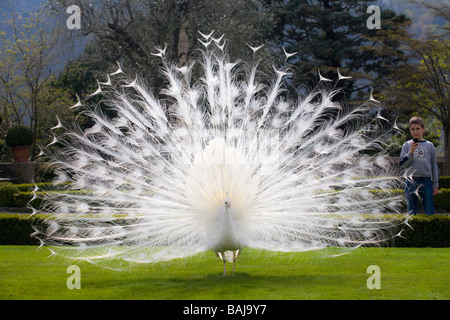 Eine männliche Albino Pfau (Pavo Cristatus) Verbreitung Schwanzspitze (Italien). Paon Bleu (Pavo Cristatus) Leucistique Mâle Faisant la Roue. Stockfoto