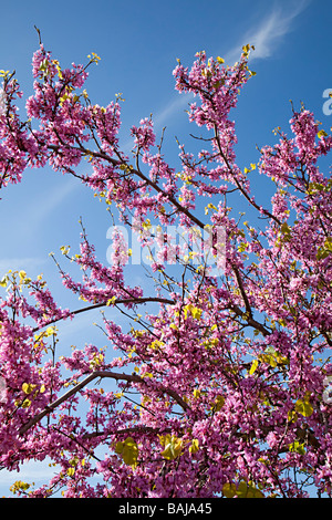 Blühende Kirsche gegen blauen Himmel Stockfoto