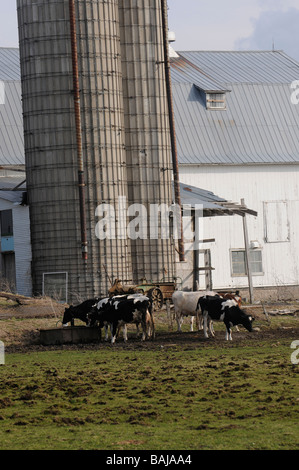 Kühe fressen in einem Milchviehbetrieb in oberen Staat New York außerhalb Lowville. Stockfoto