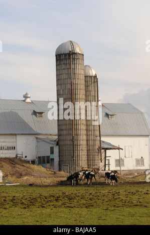 Kühe fressen in einem Milchviehbetrieb in oberen Staat New York außerhalb Lowville. Stockfoto