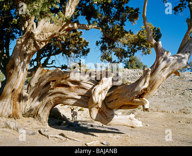 Esel wartet hinter einer Jahrhunderte alten Wacholder auf dem Saiq Plateau Oman Esel Wartet Hinter Einem Jahrhunderte alten Wacholderb Stockfoto