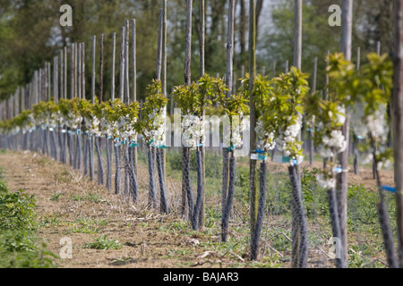 Junge Pflaumenbäume In Kent Stockfoto