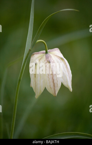 Weiße Schlangen-Kopf Fritillary (Fritillaria Meleagris) Blüte im April. Stockfoto