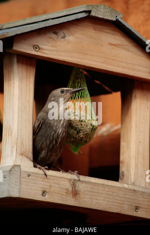 Weibliche Amsel am Futtertisch mit Fett essen ball Stockfoto