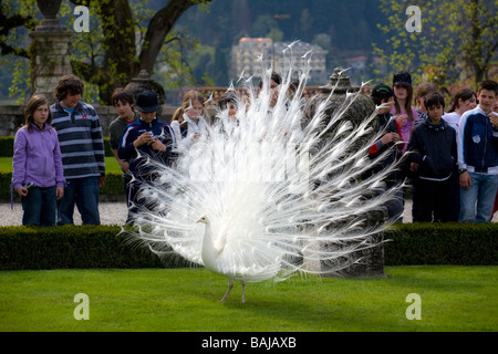 Eine männliche Albino Pfau (Pavo Cristatus) Verbreitung Schwanzspitze (Italien). Paon Bleu (Pavo Cristatus) Leucistique Mâle Faisant la Roue. Stockfoto