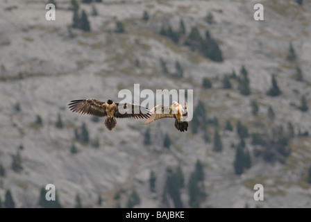 2 fand oder Bartgeier im Flug Stockfoto