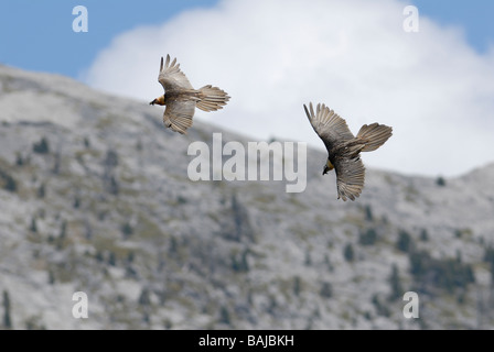 2 fand oder Bartgeier im Flug Stockfoto