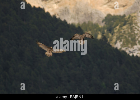 2 fand oder Bartgeier im Flug Stockfoto