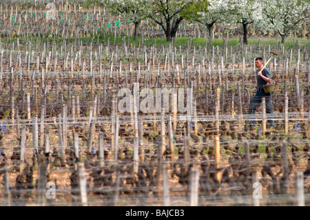 Mann die Neupflanzung im Frühjahr Pinot Noir Clos St. Louis fixin Côte de Nuits Burgund Frankreich Stockfoto