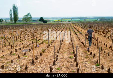 Mann die Neupflanzung im Frühjahr Pinot Noir Clos St. Louis fixin Côte de Nuits Burgund Frankreich Stockfoto