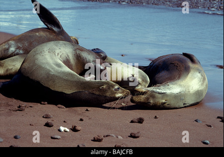 Galapagos-Inseln. Galapagos-Seelöwe "Zalophus Wollebacki" zwei adulte Weibchen aggressiv zueinander. Stockfoto