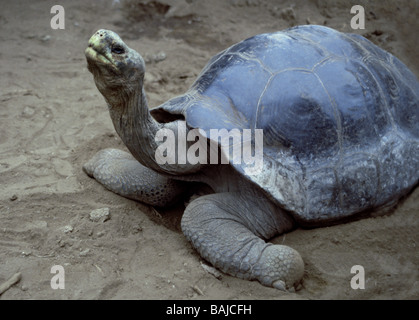 Galapagos Islands.Giant Tortoise "Geochelelone Elephantopus Abingdoni. Lonesome George der letzte seiner Rasse von Pinta Island. Stockfoto