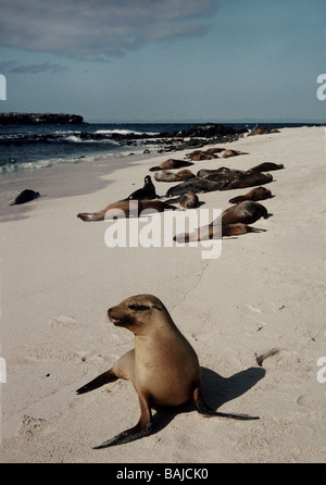 Galapagos-Inseln. Mosquera Inselchen. Seelöwen "Zalophus Californianus Ssp Wollebacki am Strand. Stockfoto