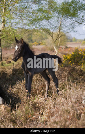 Pferd-England New Forest Ponys Pony hampshire Stockfoto