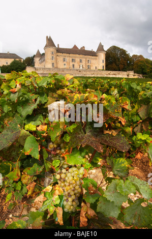 Chardonnay Weingut Chateau de Rully Burgund Frankreich Stockfoto