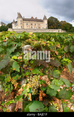 Chardonnay Weingut Chateau de Rully Burgund Frankreich Stockfoto