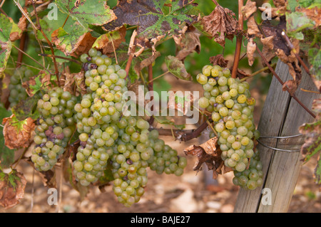 Chardonnay Château de Rully Burgund Frankreich Stockfoto