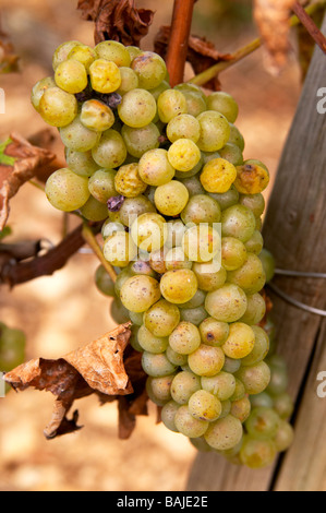 Chardonnay Château de Rully Burgund Frankreich Stockfoto