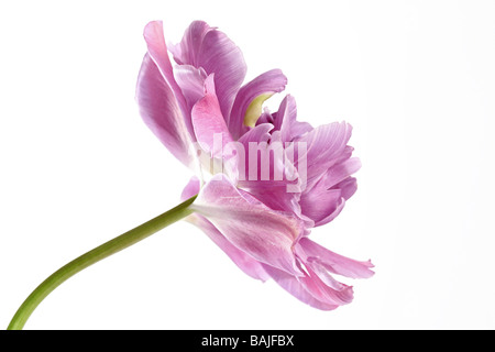 Seitenansicht einer Tulpe Tulipa Flieder Perfektion auf weißem Hintergrund Stockfoto