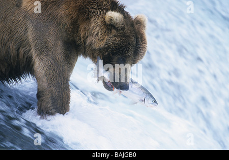 Grizzly Bear Schwimmen mit Fisch im Mund Stockfoto