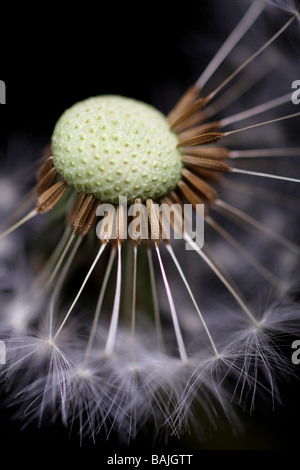 Löwenzahn mit Samen bereit für Zerstreuung Stockfoto