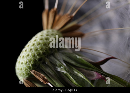 Löwenzahn mit Samen bereit für Zerstreuung Stockfoto