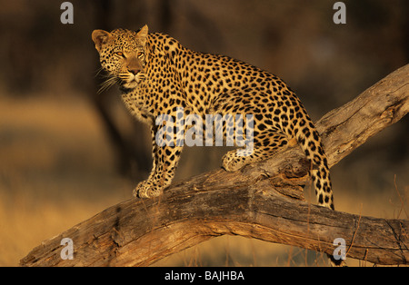 Leopard (Panthera Pardus) stehend auf Ast Stockfoto