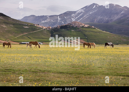 Pferde frei herumlaufen und grasen auf dem Piano Grande eine Ebene hoch im umbrischen Monti Sibillini Nationalpark in Italien Stockfoto