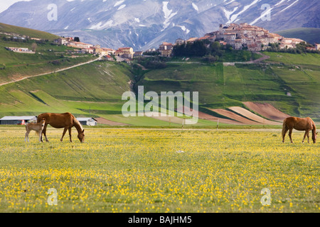 Pferde frei herumlaufen und grasen auf dem Piano Grande im Nationalpark Monti Sibillini in Umbrien in Italien Stockfoto