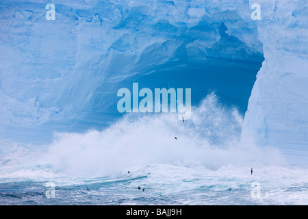 Antarktische Prionen überfliegen Seegang zerschlagen einen blauen tabellarische Eisberg in der südlichen Ozean Antarktis Stockfoto