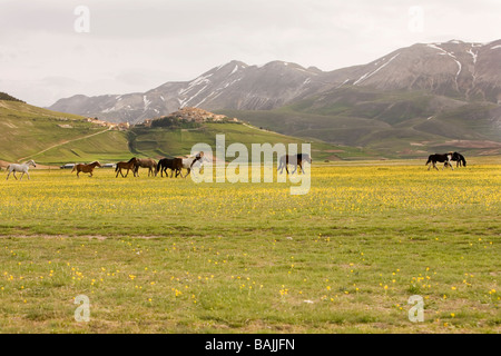 Pferde roaming frei auf der Ebene des Piano Grande in der Sibillini Nationalpark Stockfoto