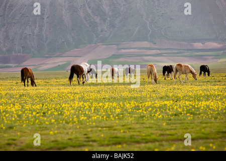 Pferde frei herumlaufen und grasen auf der umbrischen Ebene Piano Grande im Monti Sibillini Nationalpark in Italien Stockfoto