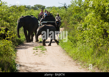 Zwei Elefanten, die Straße überqueren, Jeep mit Touristen im Hintergrund Stockfoto