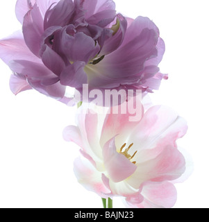 Zwei Tulpen lila Perfektion und Mount Tacoma angeordnet auf einem weißen Hintergrund Stockfoto