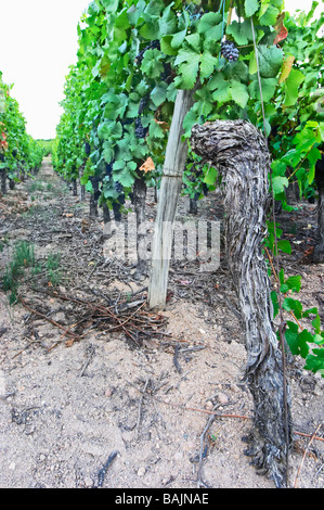 Pinot Gris Alte Rebe sandigen Boden Weinberg Marke gc Turckheim Elsass Frankreich Stockfoto