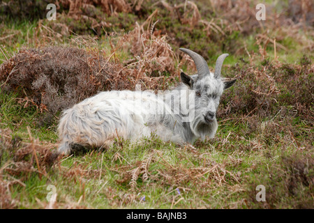 Wilde wilde graue Ziege im Tal der Felsen, Lynton, North Devon. Stockfoto